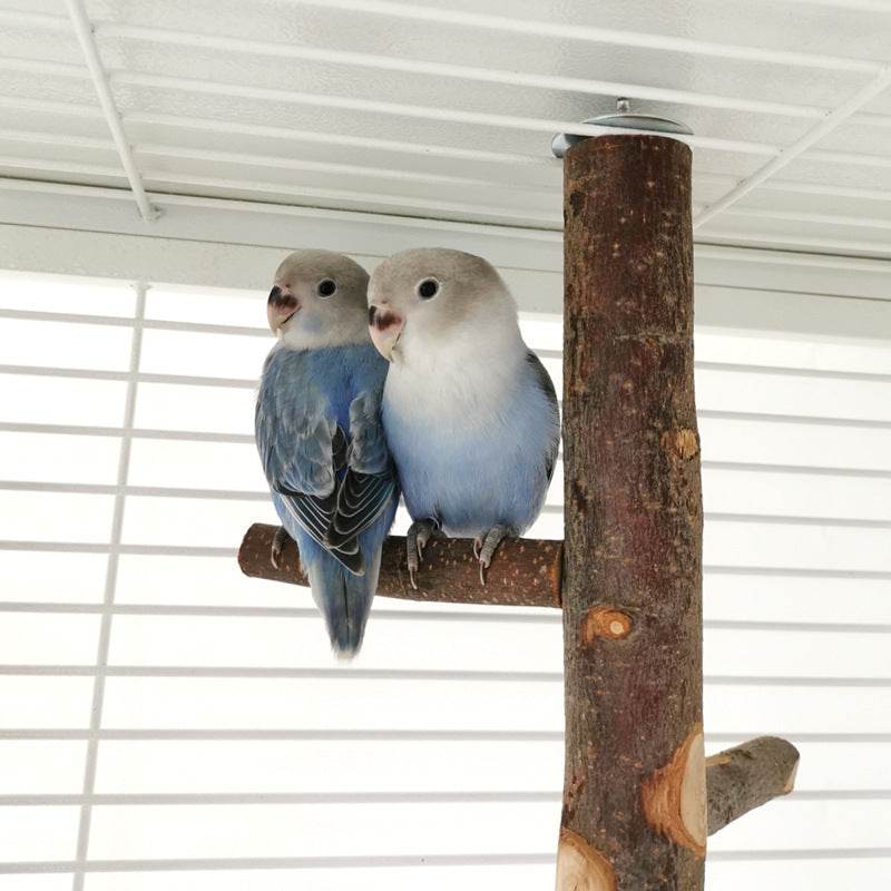 Perch & Play: Parrot Wood Stand | Parakeet Playland